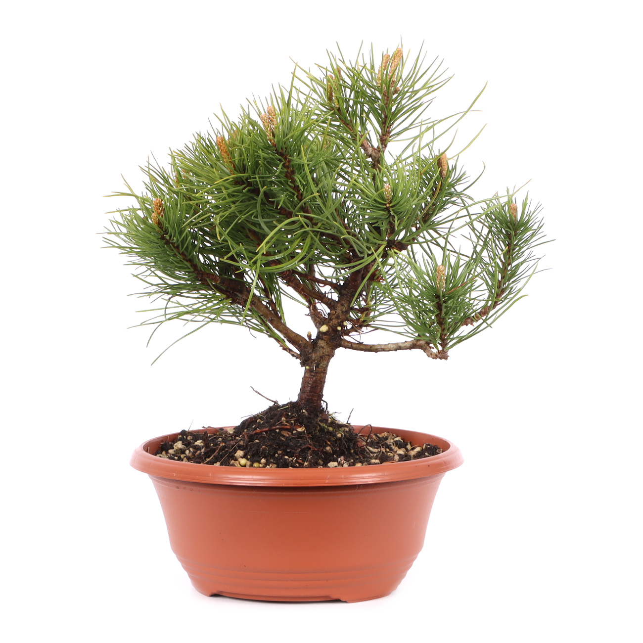 Pinus mugo subsp. uncinata
