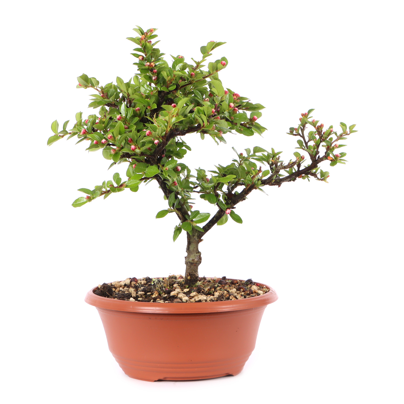 Cotoneaster praecox