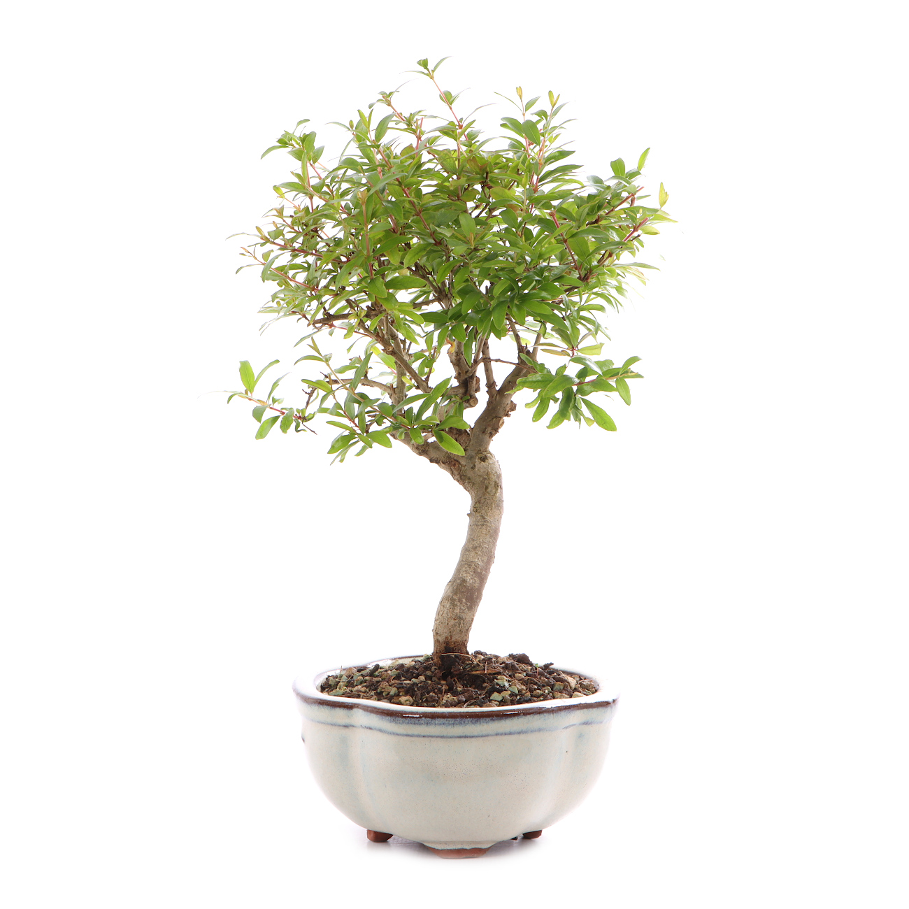 Punica granatum 'Nana'