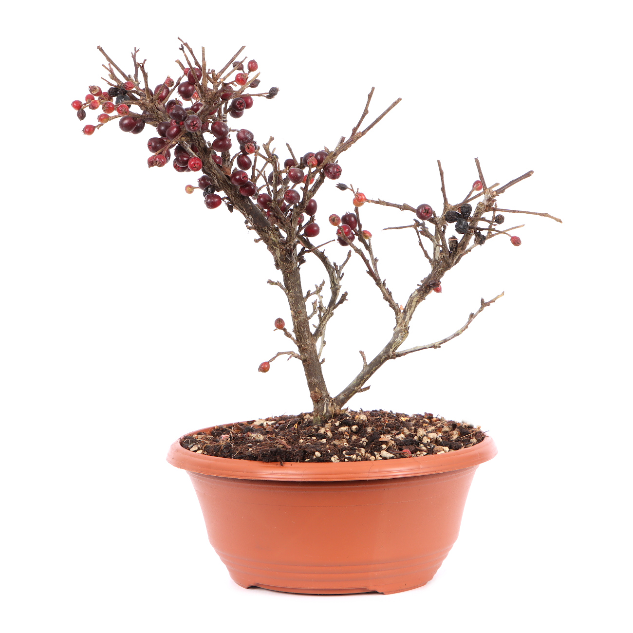 Cotoneaster praecox