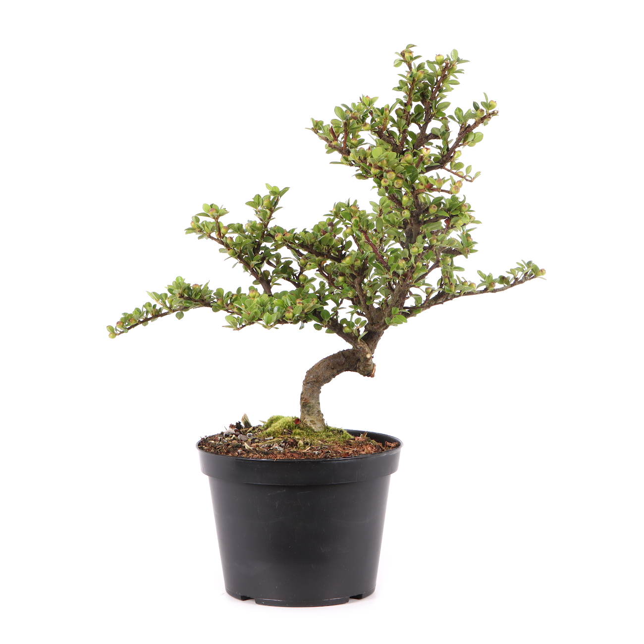 Cotoneaster praecox