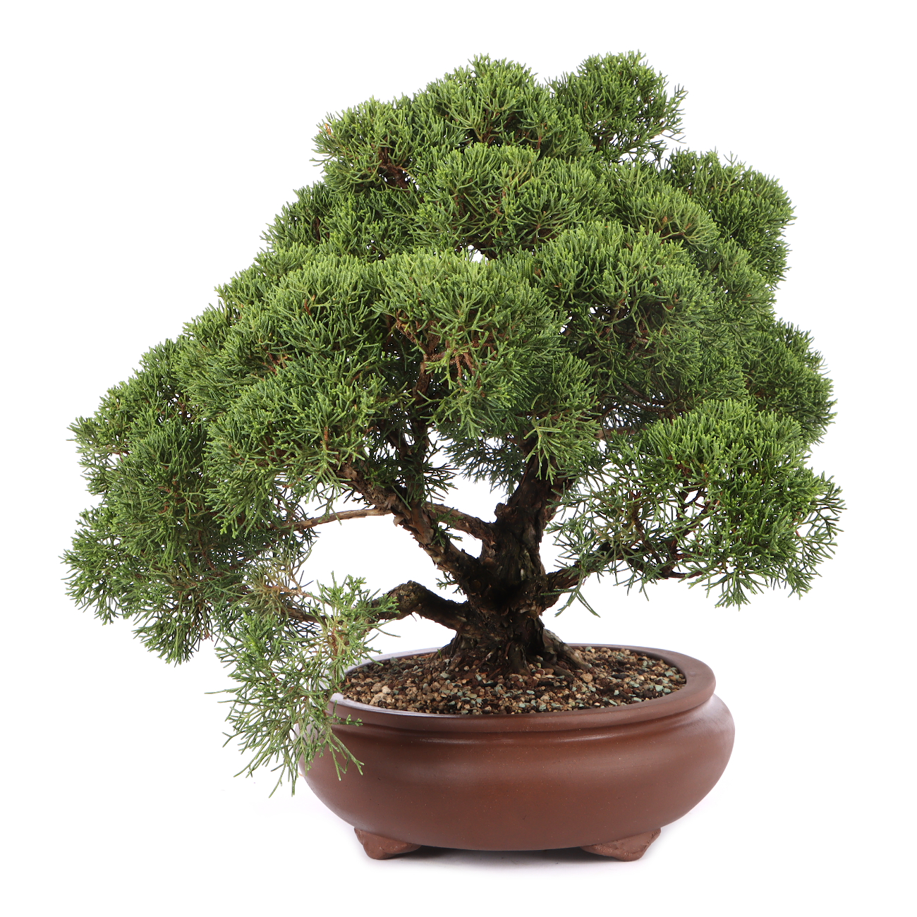 Juniperus chinensis