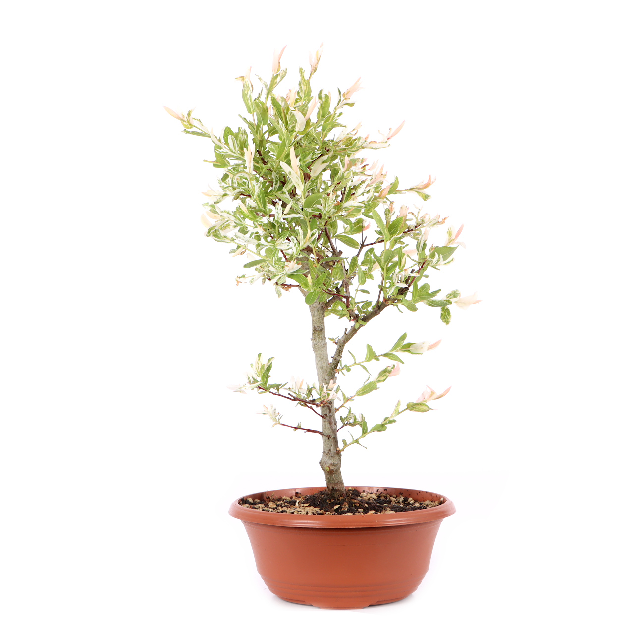 Salix integra 'Hakuro Nishiki'