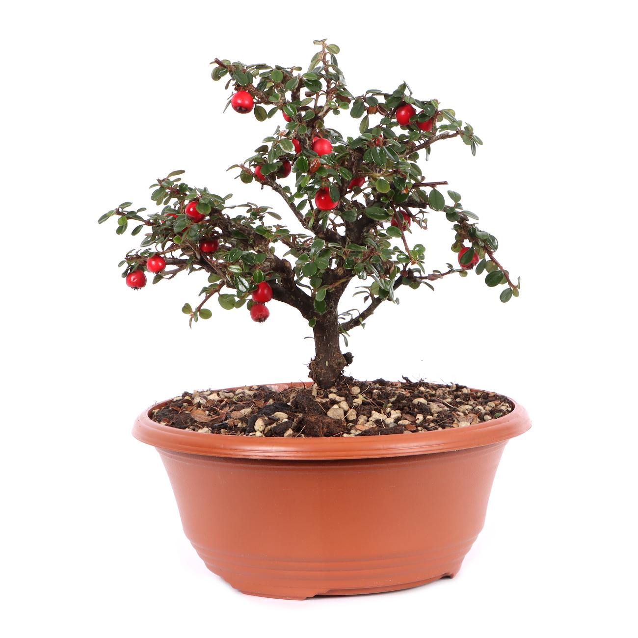 Cotoneaster microphyllus ‘Cochleatus‘ - Dwarf Creeping Cotoneaster ‘Cochleatus‘