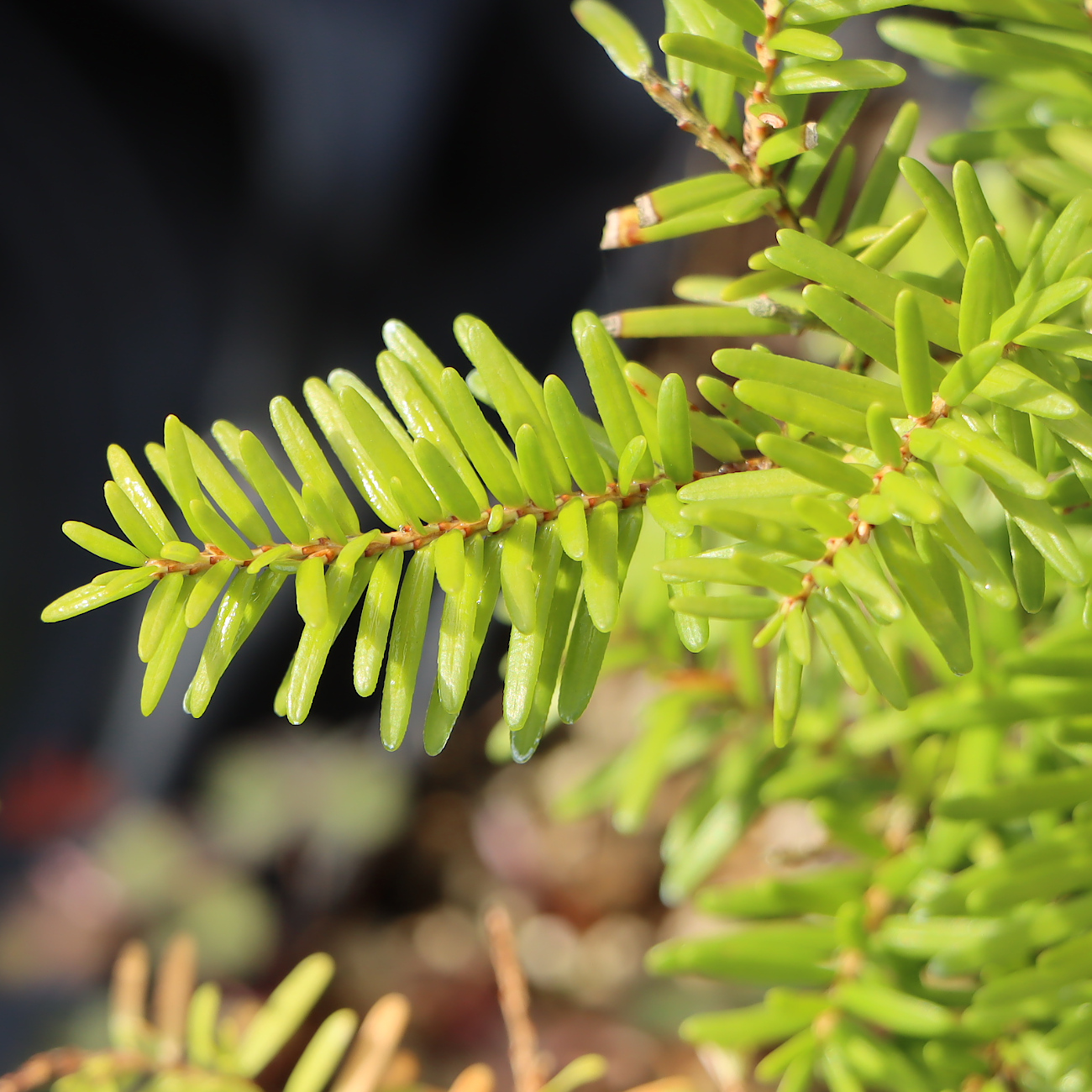 Tsuga heterophylla