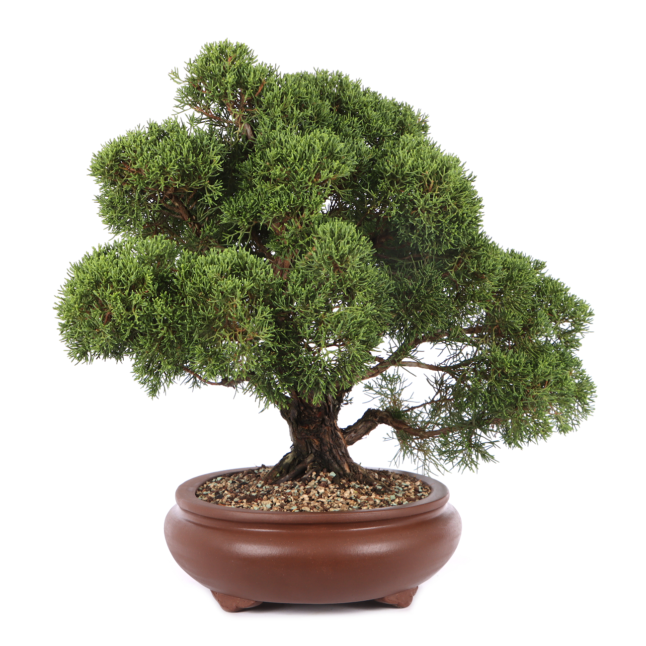 Juniperus chinensis