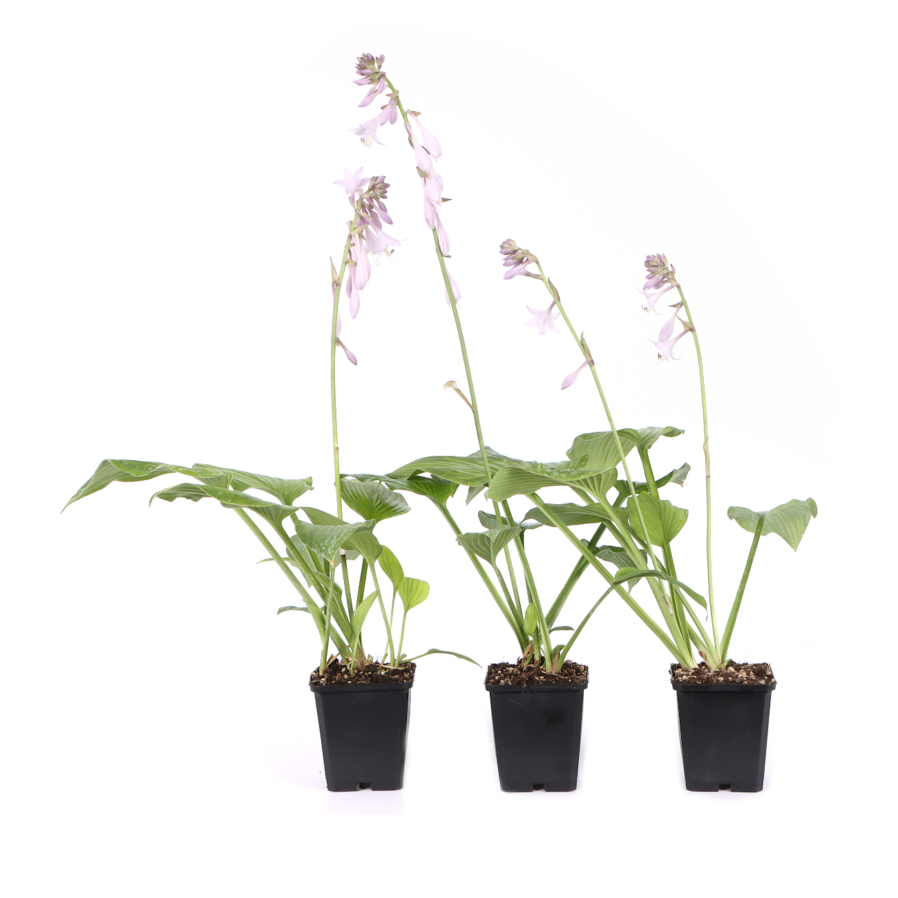 Hosta fortunei 'Albopicta'