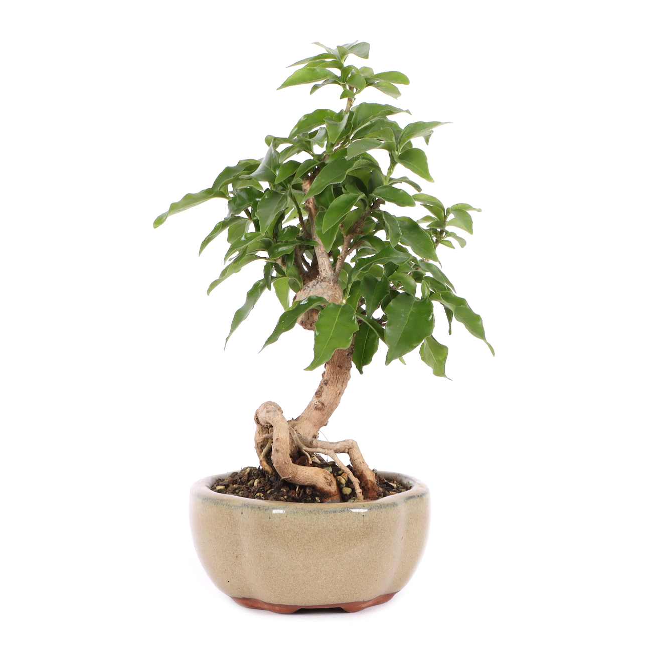 Bougainvillea glabra