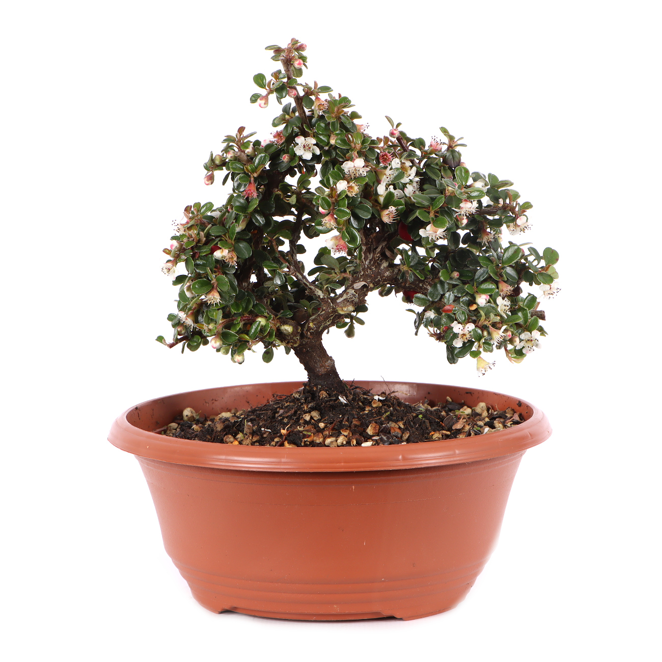 Cotoneaster microphyllus 'Cochleatus'