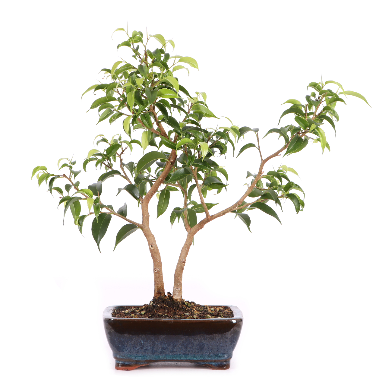 Ficus benjamina 'Natasja'