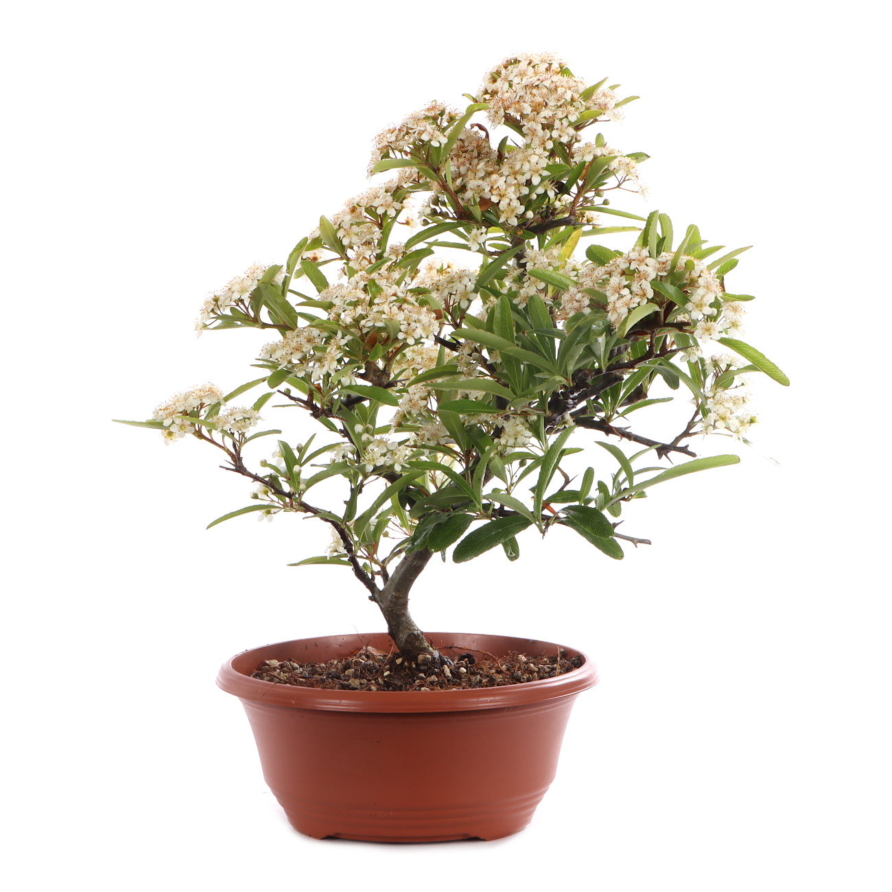 Pyracantha angustifolia