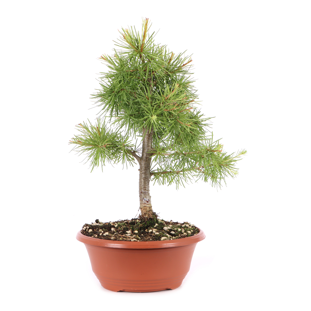 Larix decidua