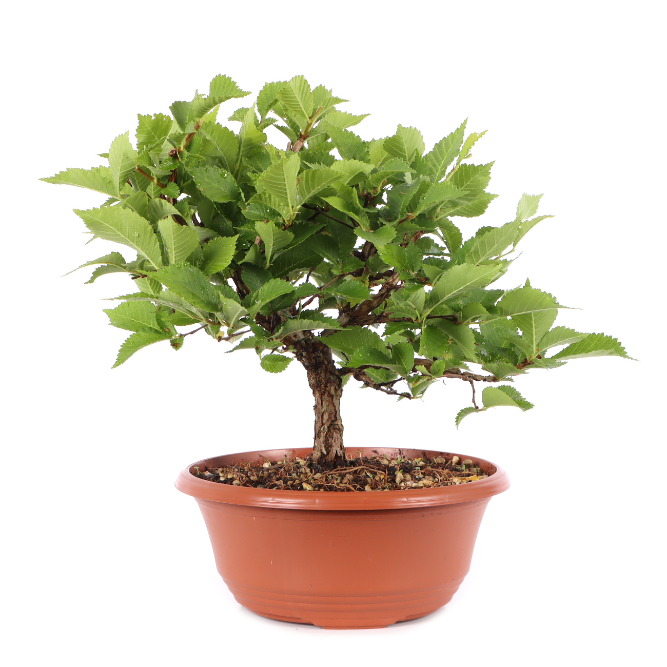 Ulmus minor var.