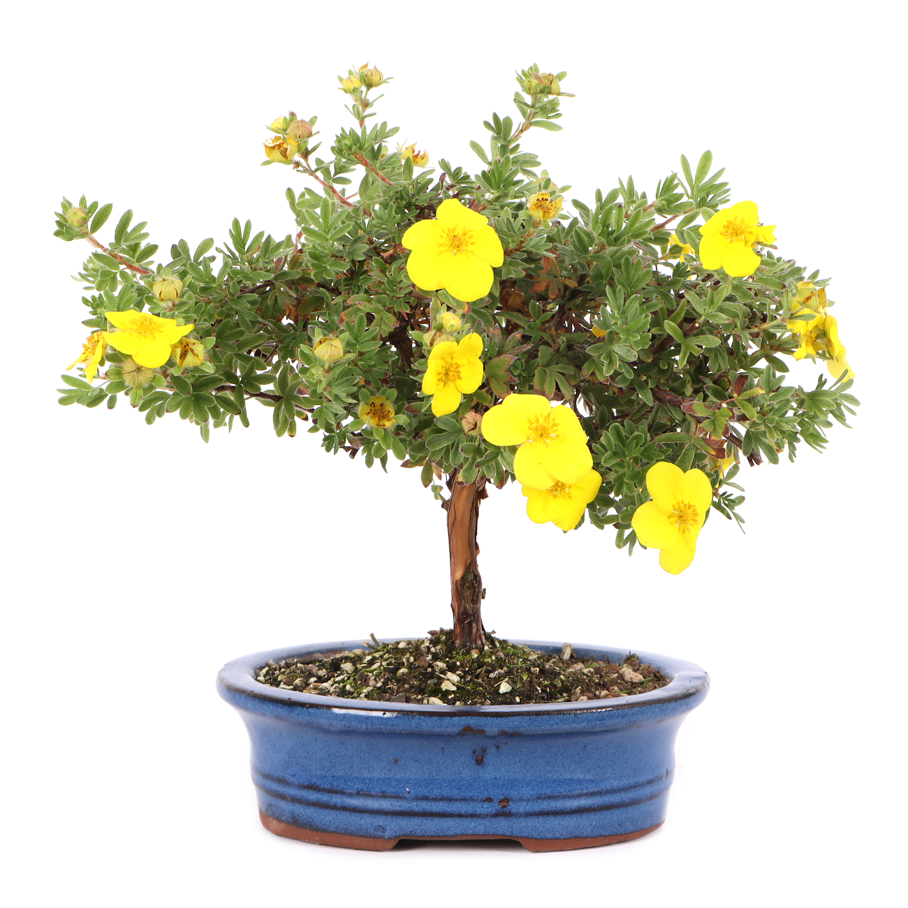 Potentilla fruticosa 'Goldteppich'
