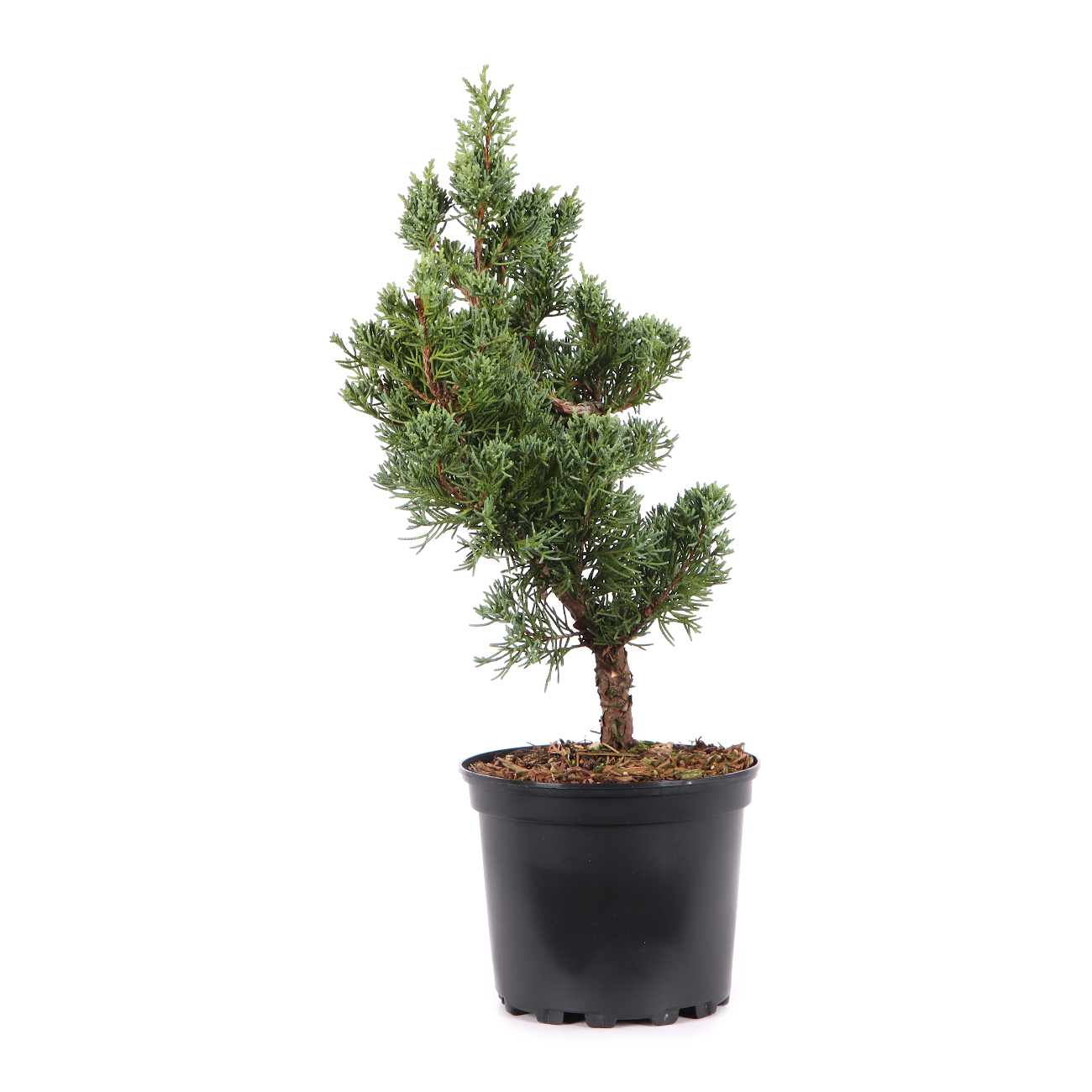 Juniperus chinensis ‘Blaauw‘