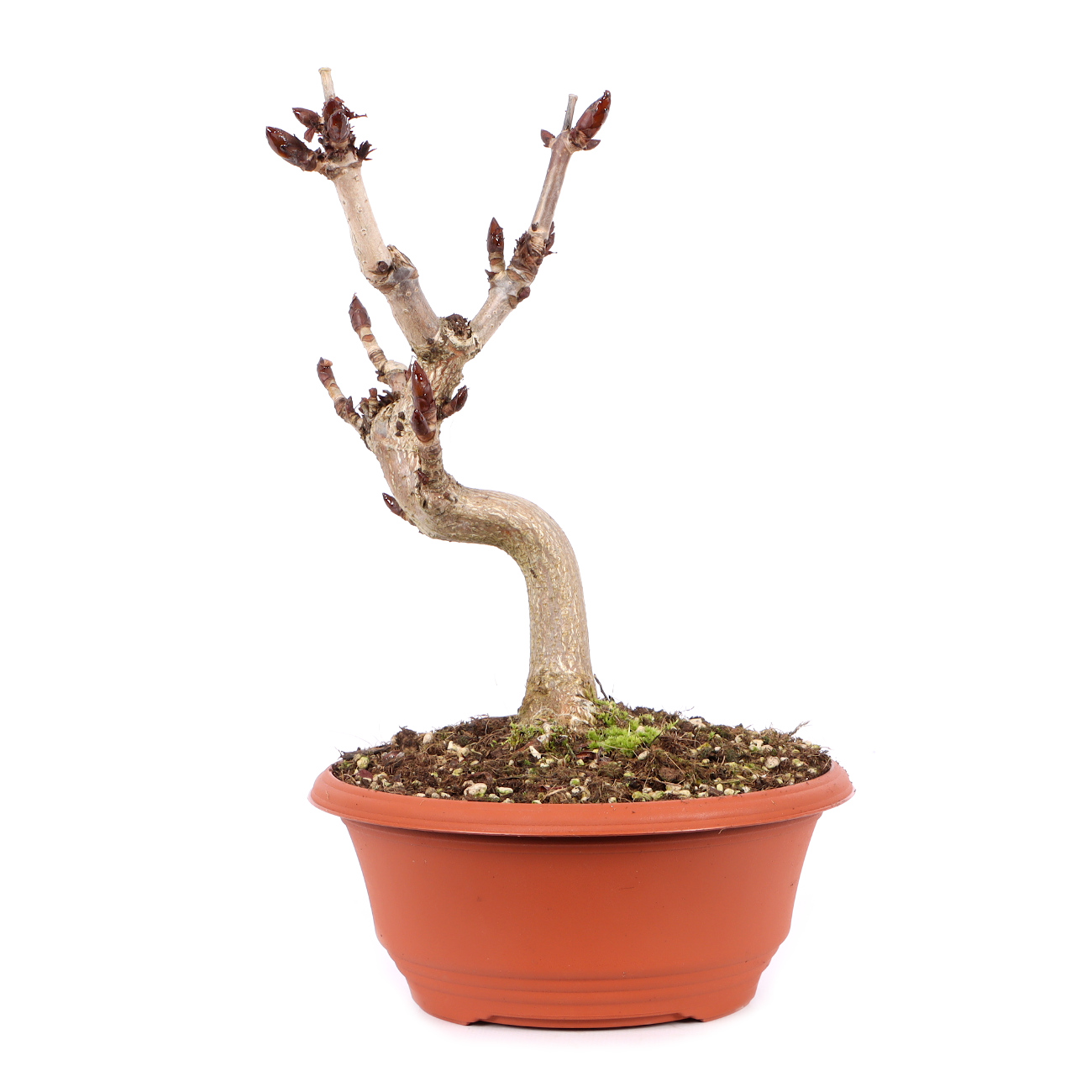 Aesculus hippocastanum