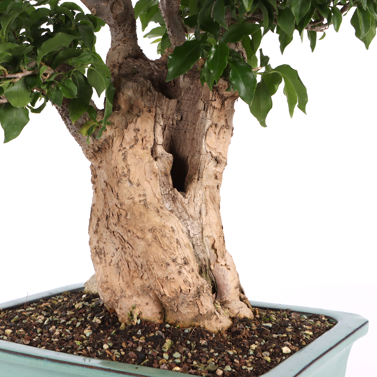 Bougainvillea glabra
