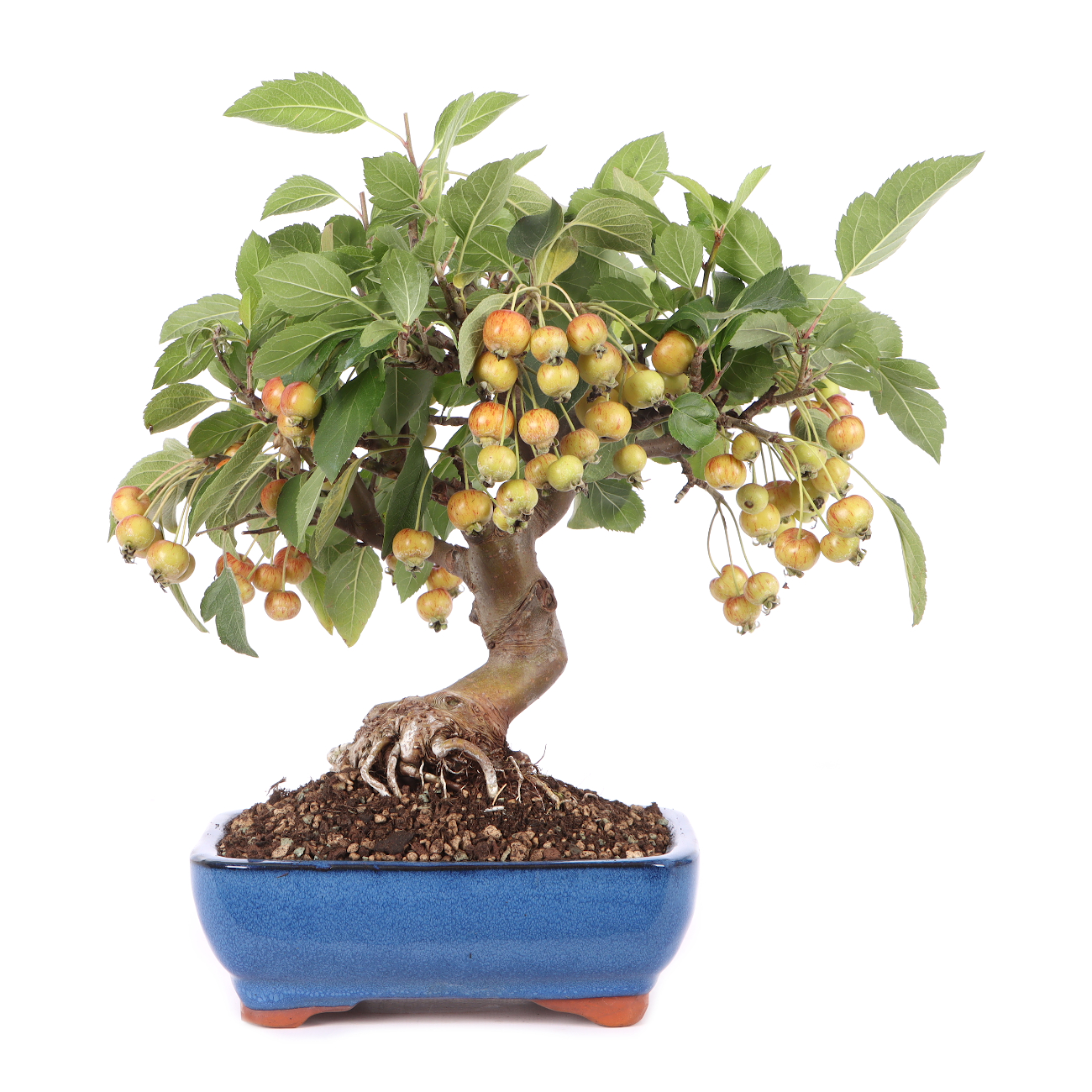 Malus spec.