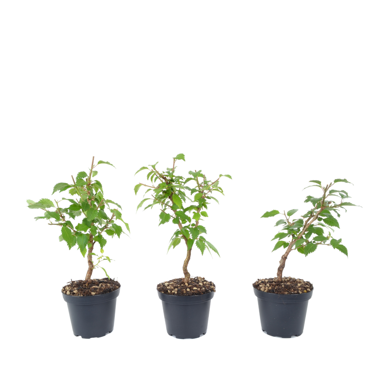 Prunus incisa 'Kojou-no-mai'