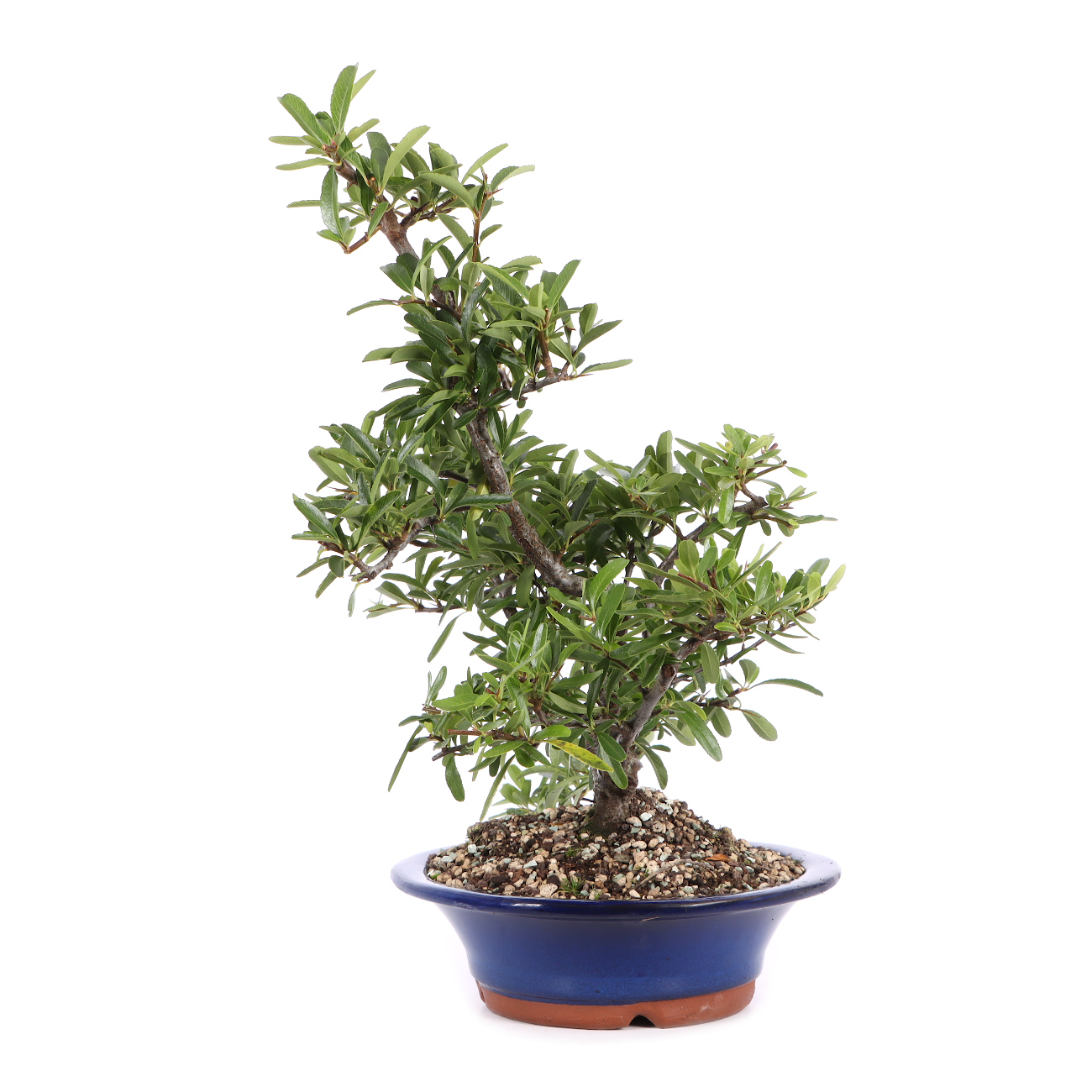 Seitenansicht rechts