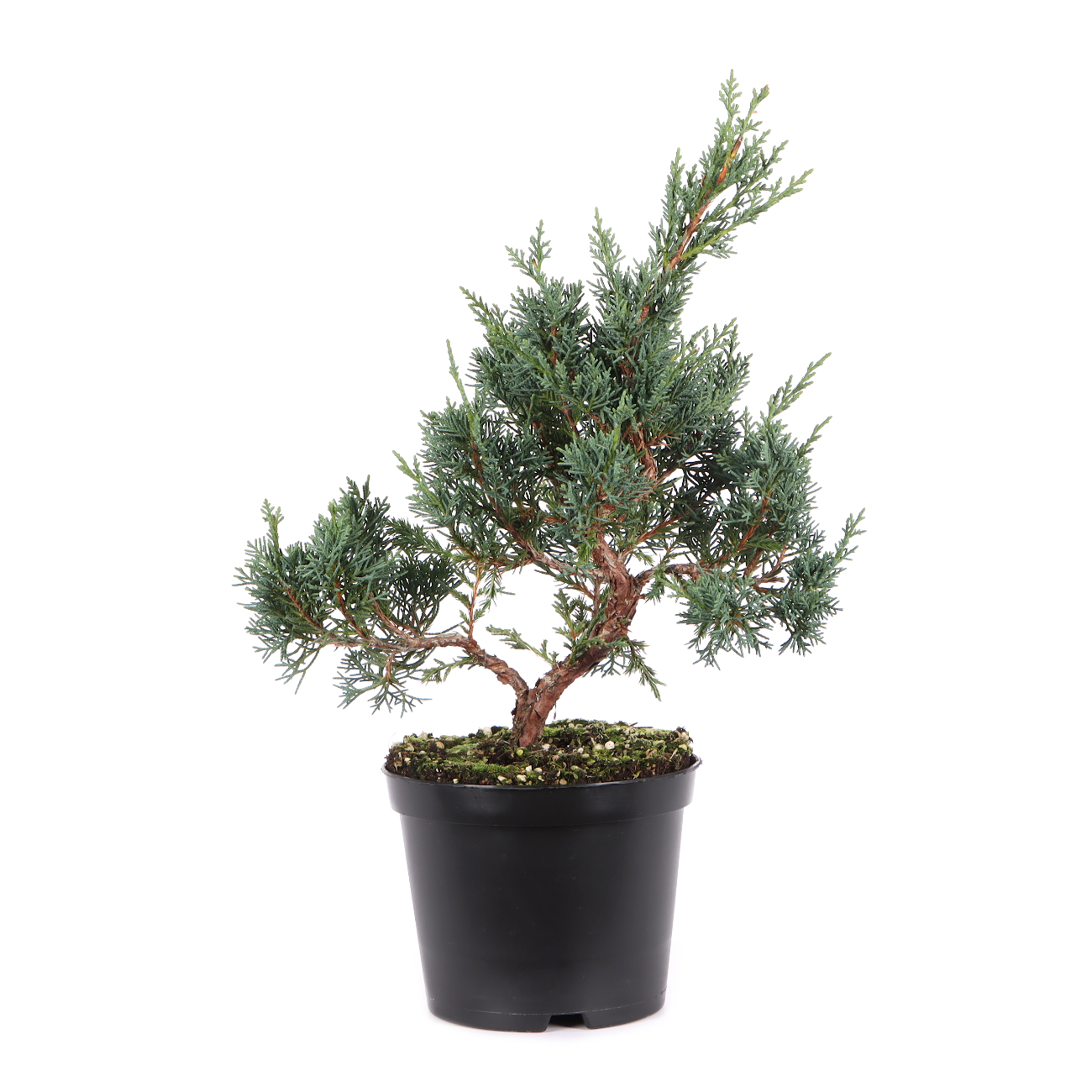 Juniperus chinensis ‘Blaauw‘