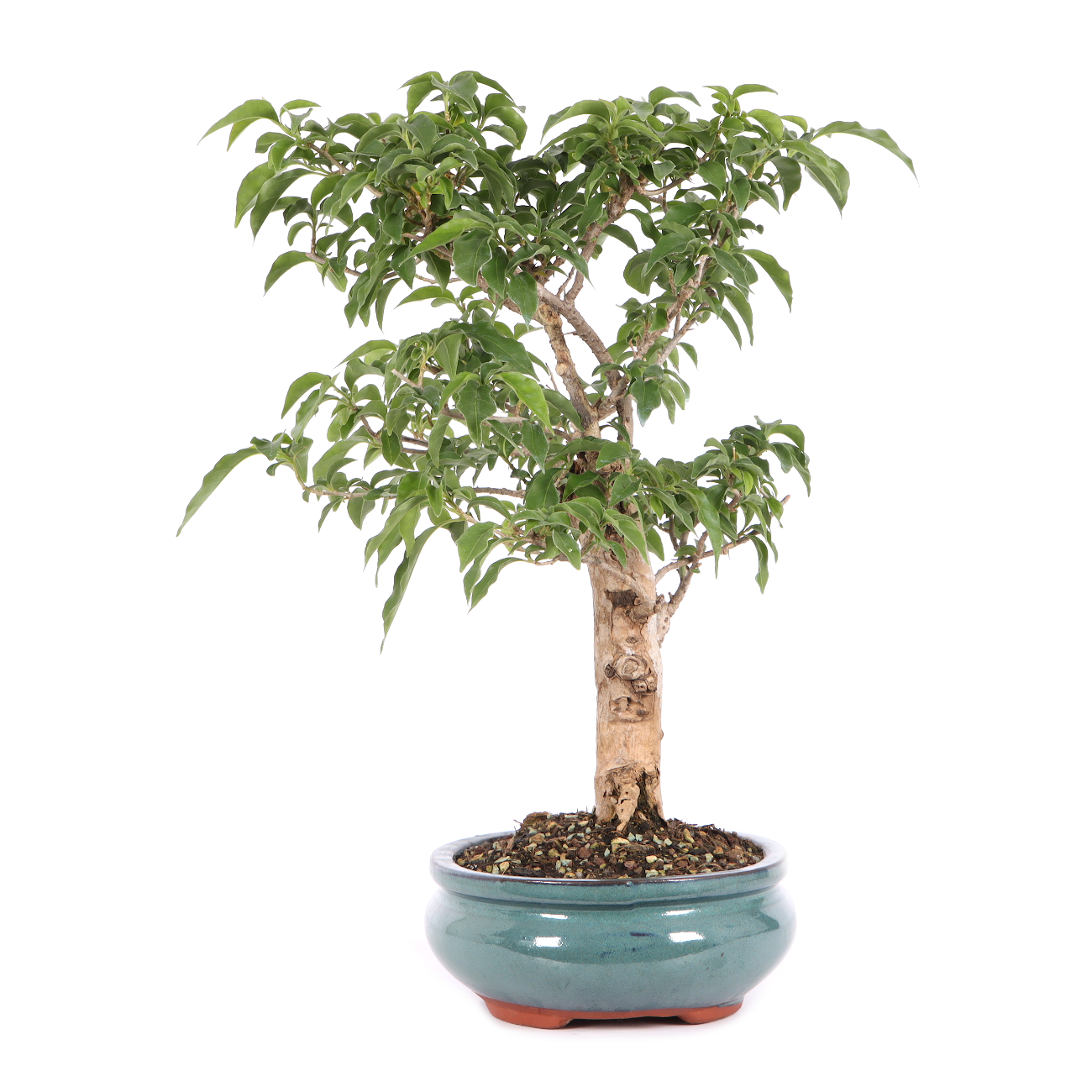 Bougainvillea glabra