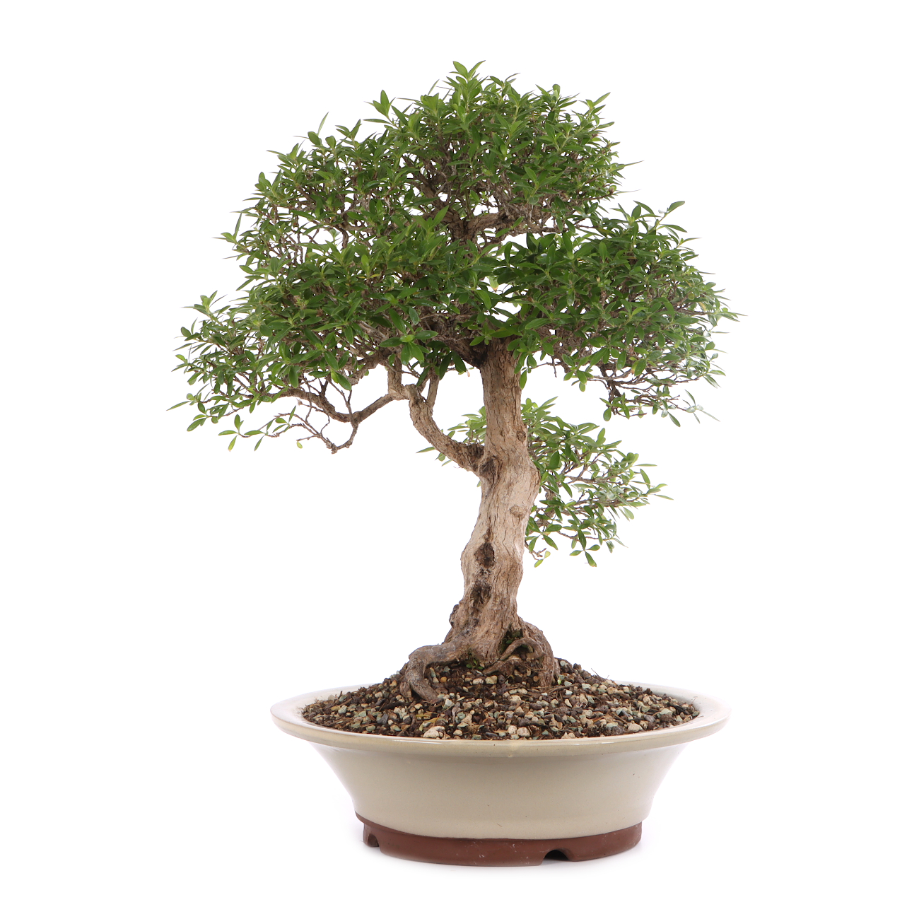 Serissa foetida