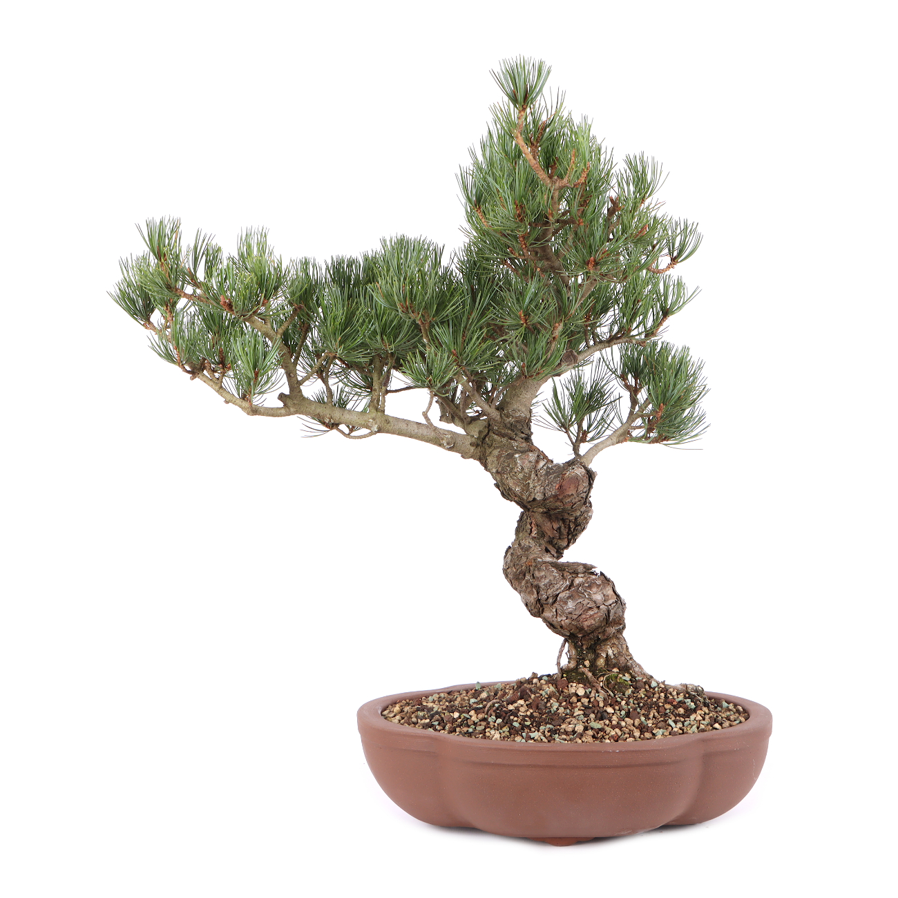 Pinus parviflora 'Glauca'