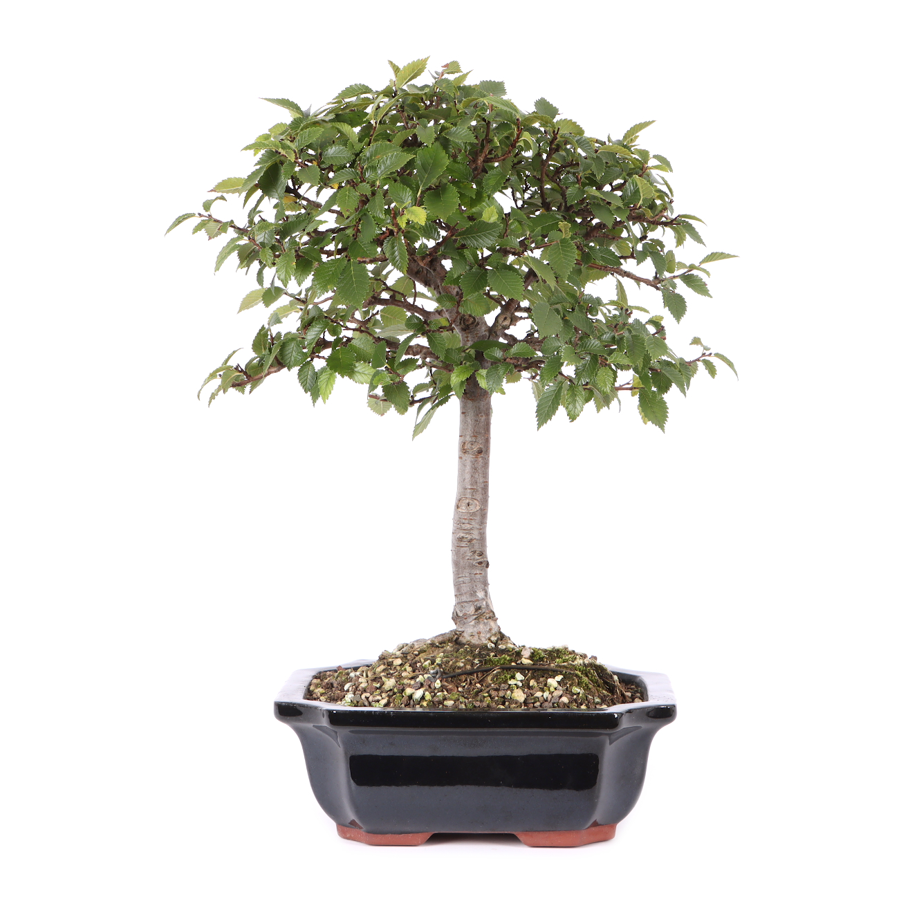 Ulmus pumila