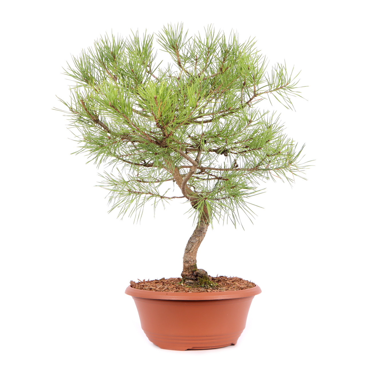 Seitenansicht rechts