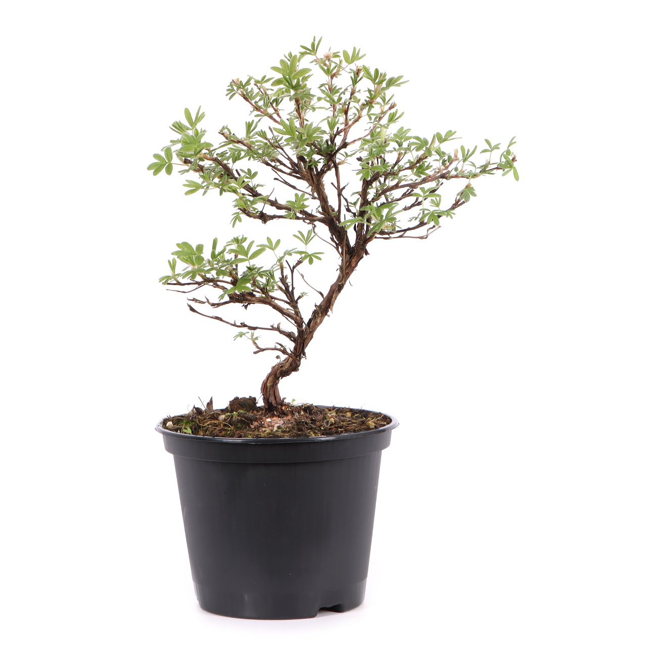 Potentilla fruticosa 'Goldteppich'