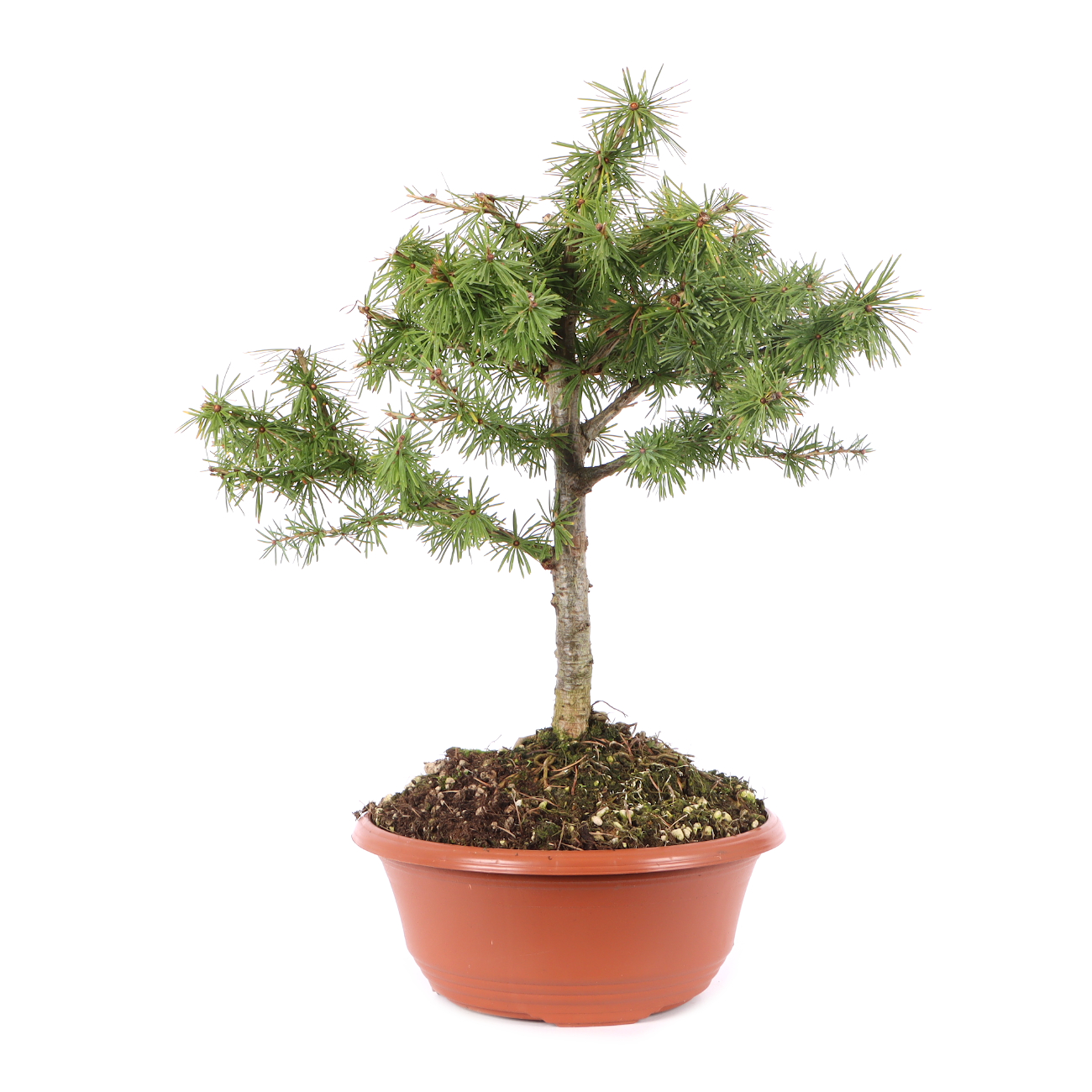 Larix decidua