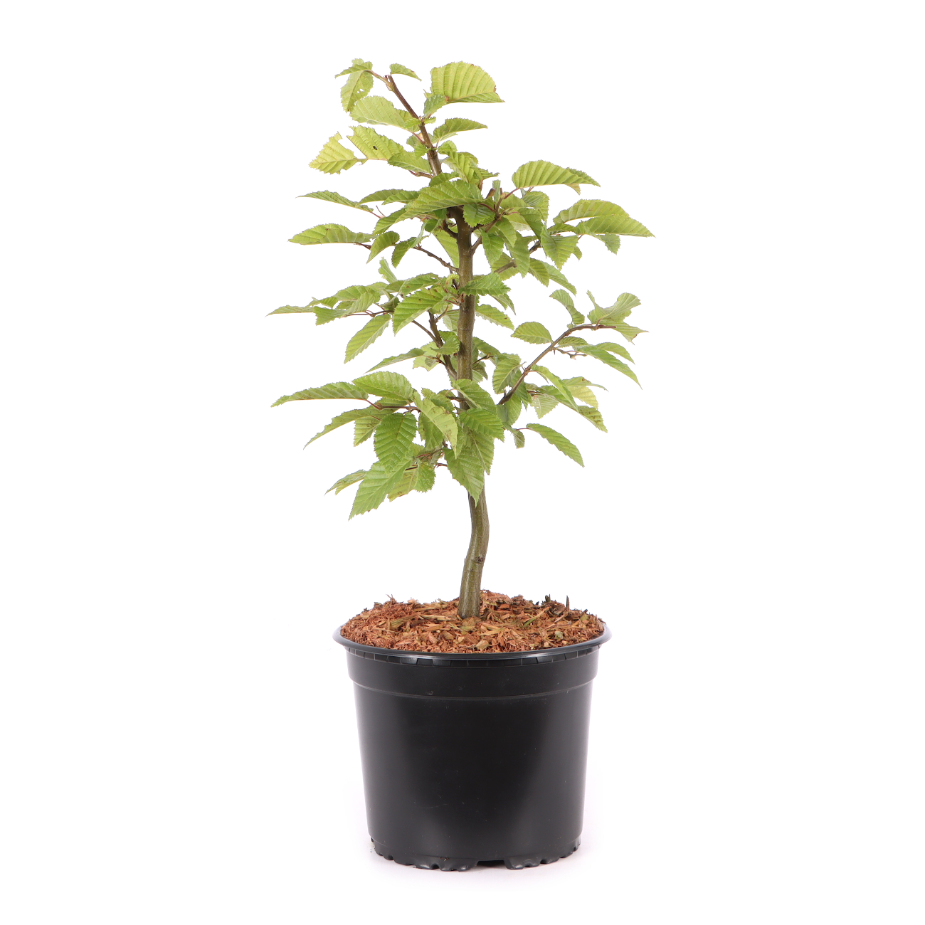 Carpinus betulus