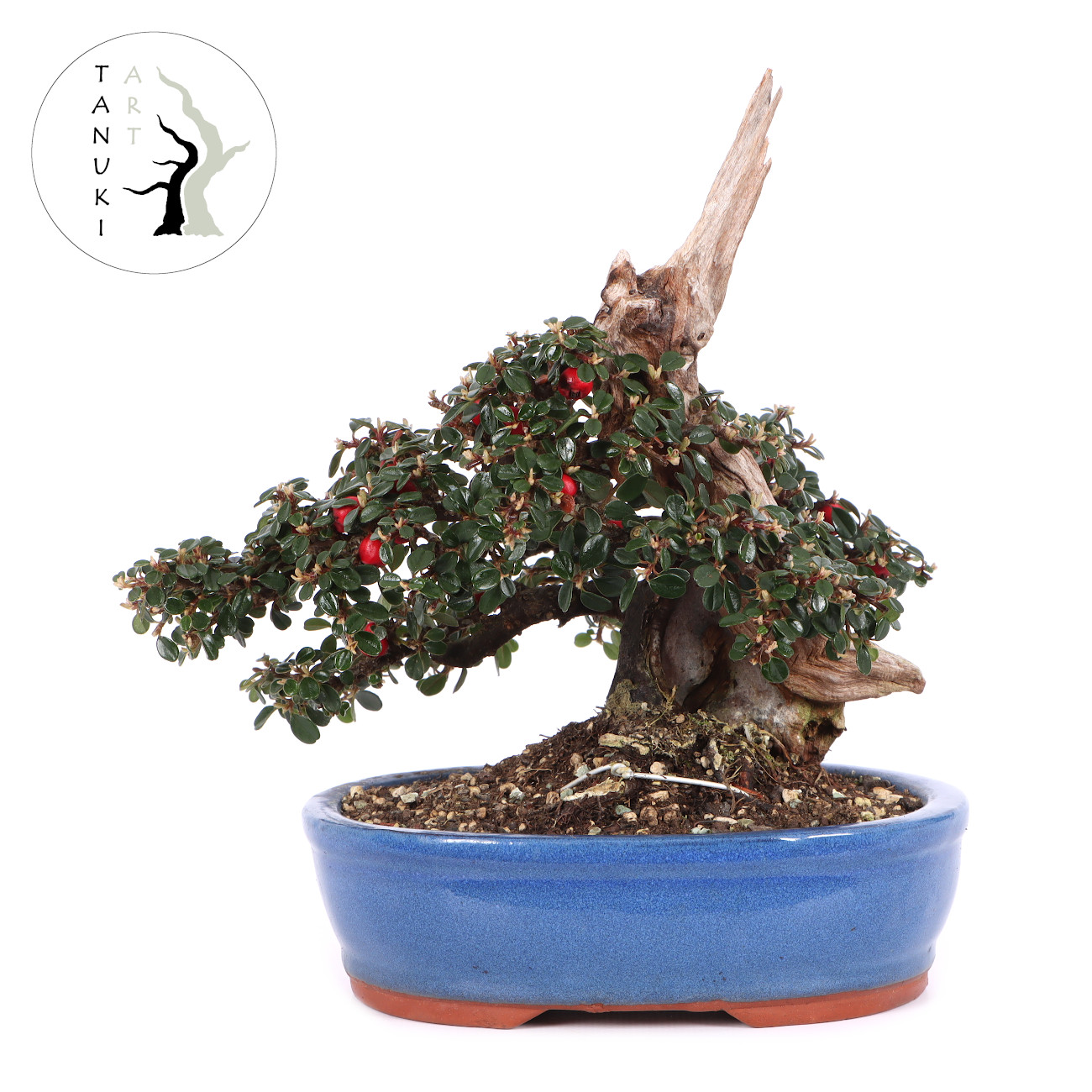 Cotoneaster dammeri 'Skogholm'