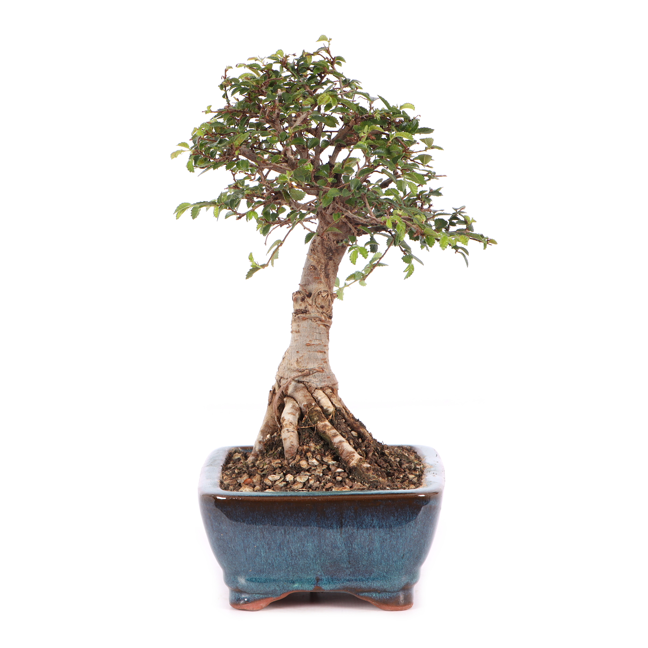 Ulmus parvifolia