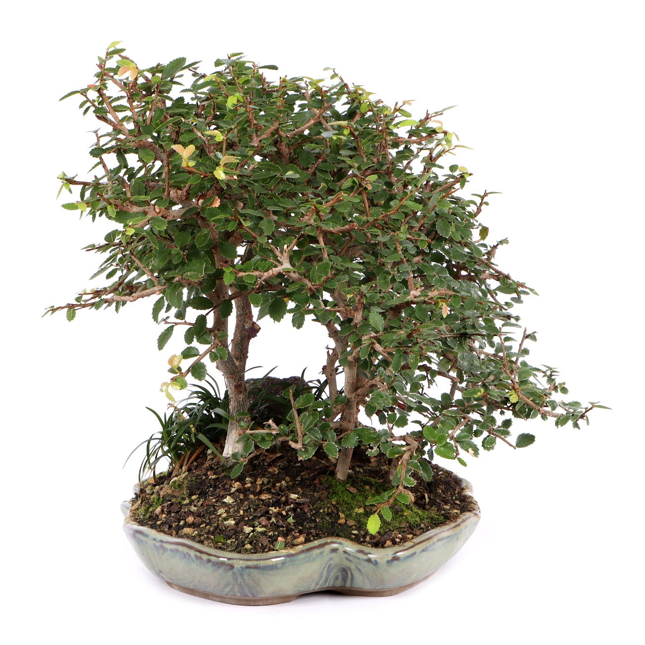 Seitenansicht rechts