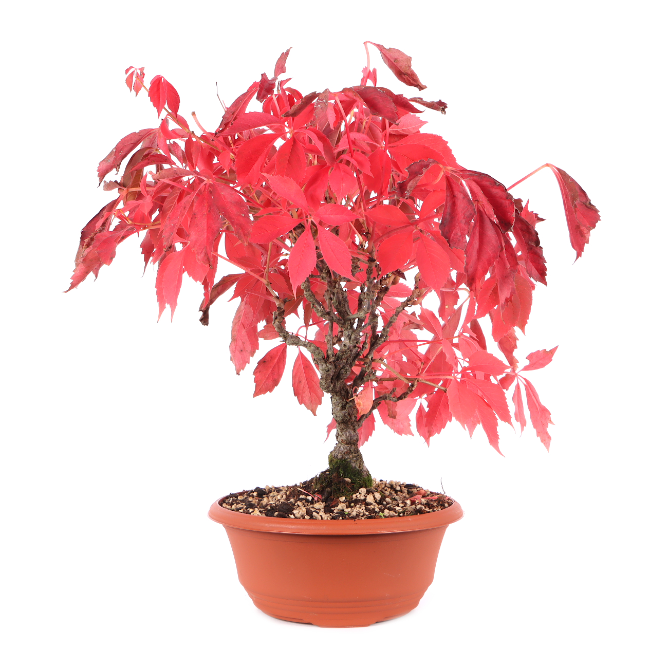 Parthenocissus quinquefolia