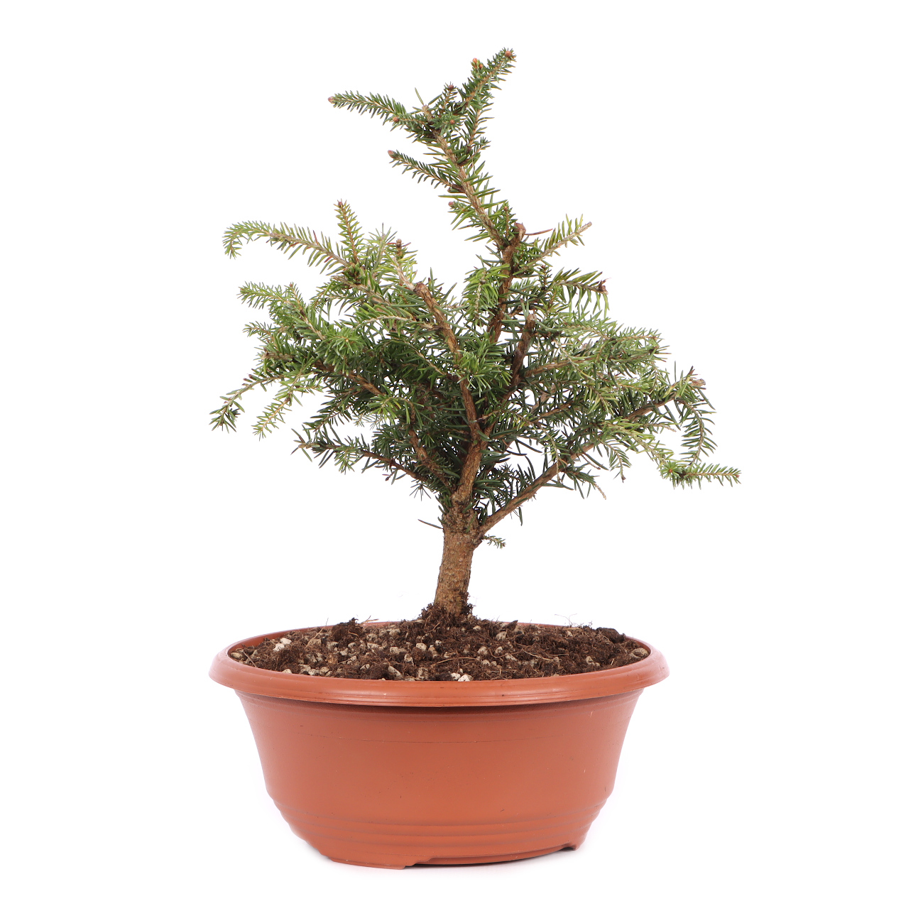 Picea abies 'Nidiformis'