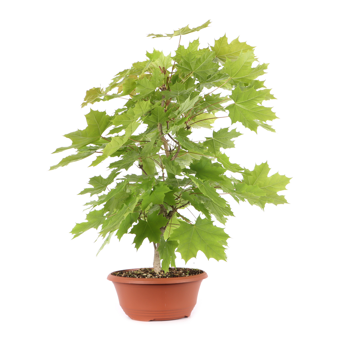 Acer platanoides