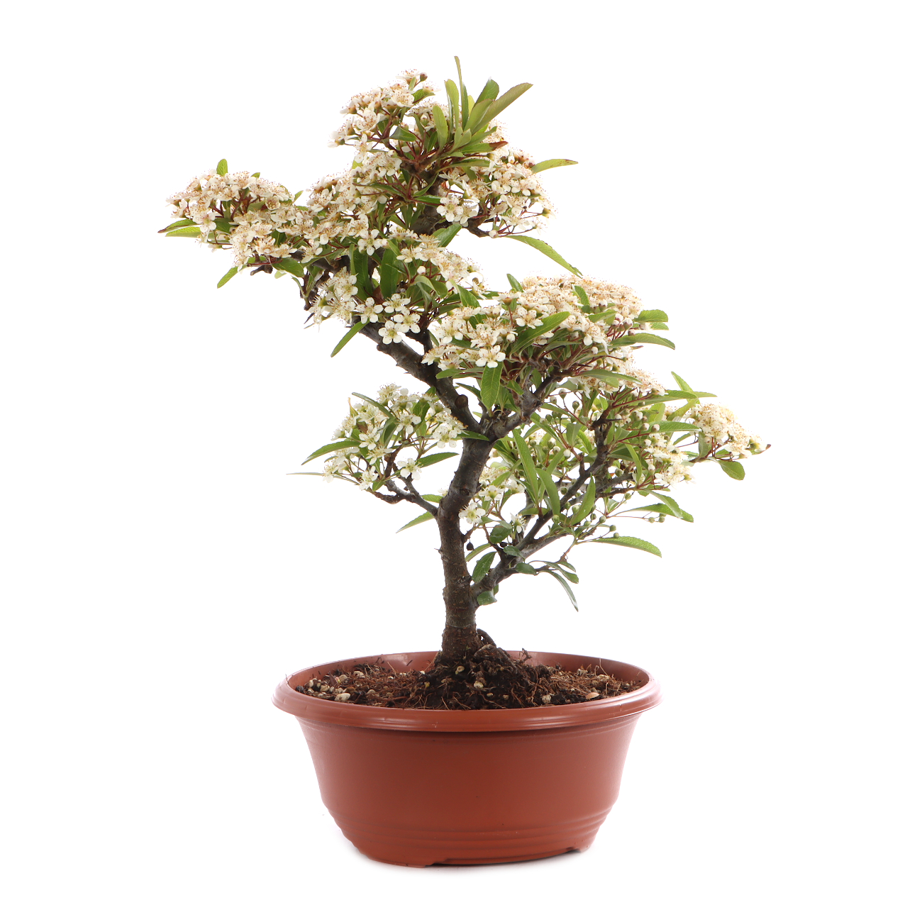 Pyracantha angustifolia