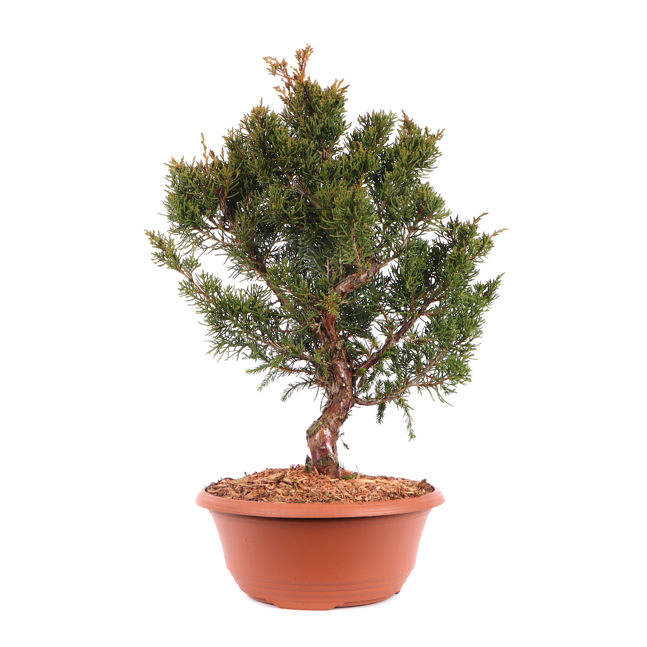 Juniperus chinensis 'Blaauw'