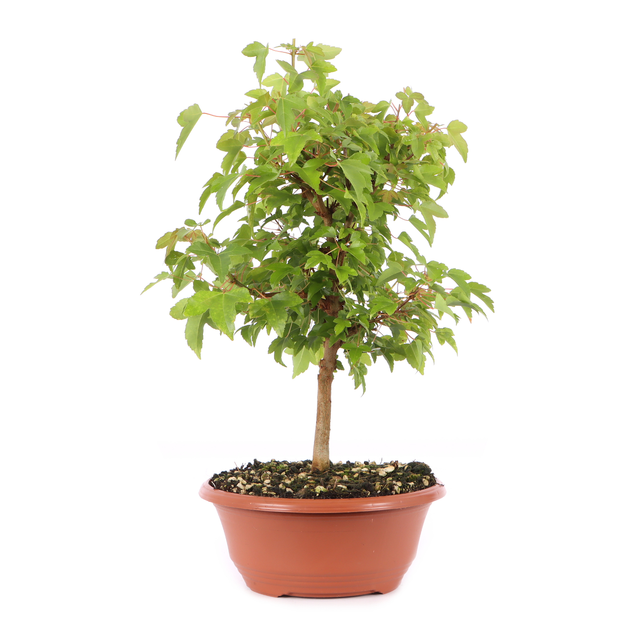 Acer buergerianum