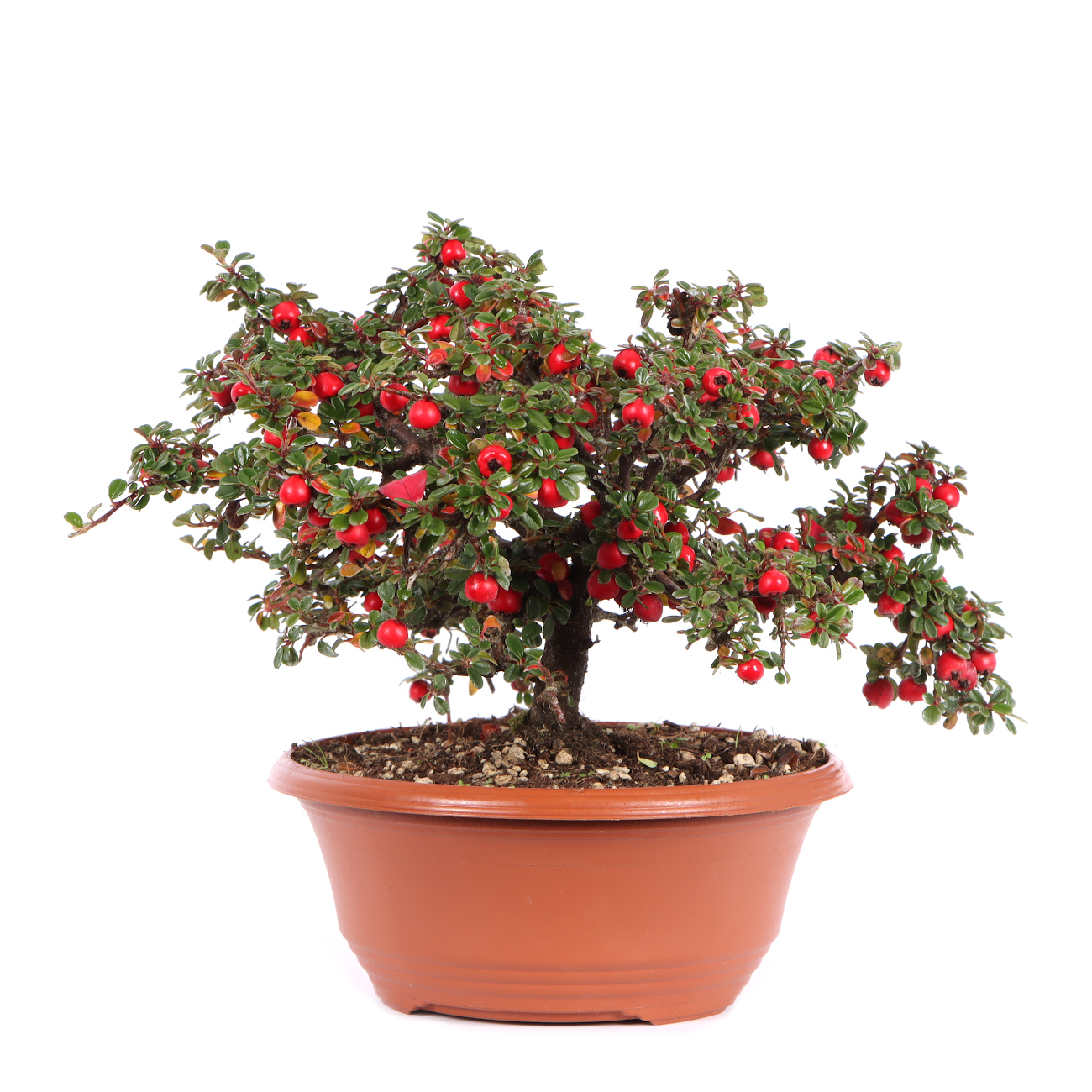 Seitenansicht rechts