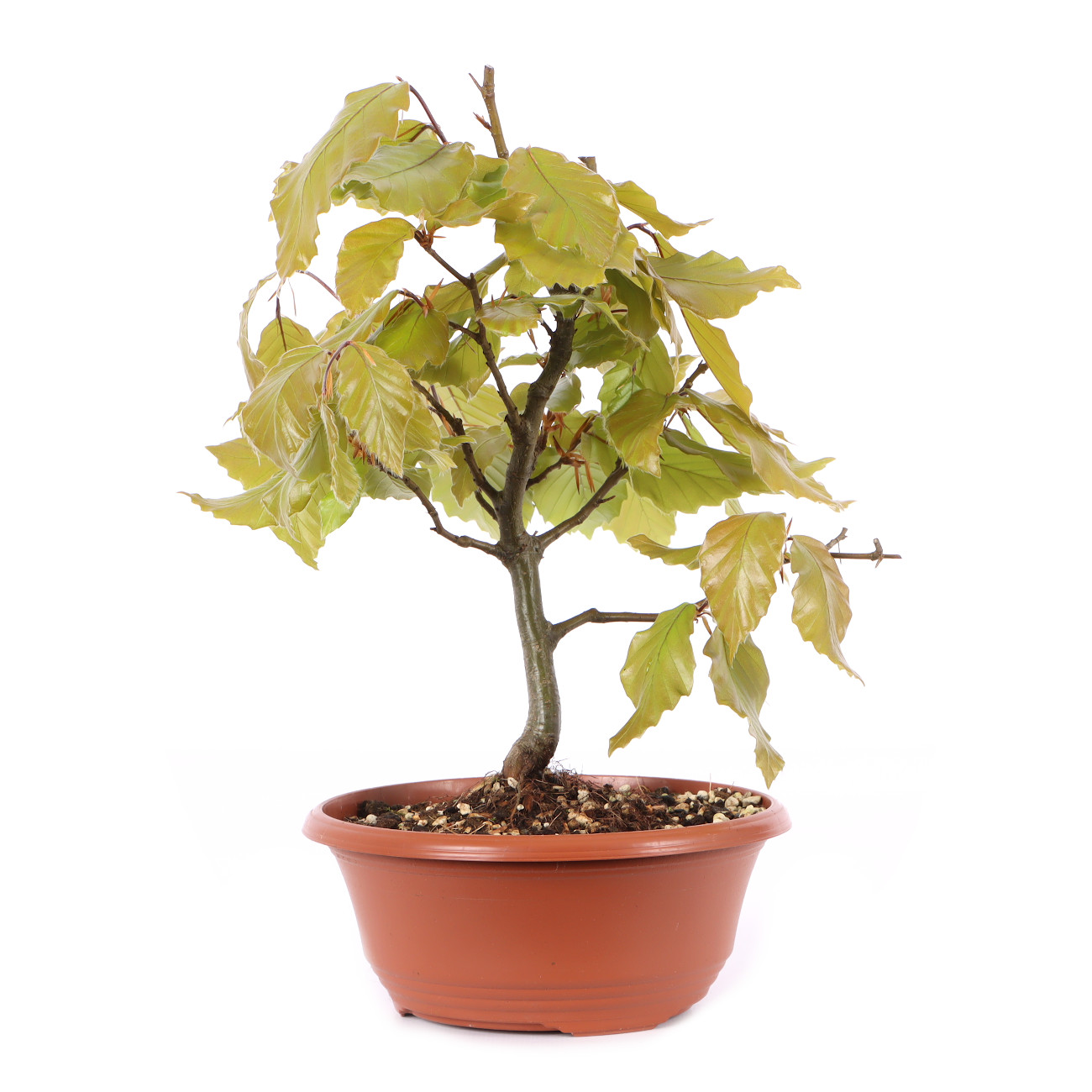 Fagus sylvatica