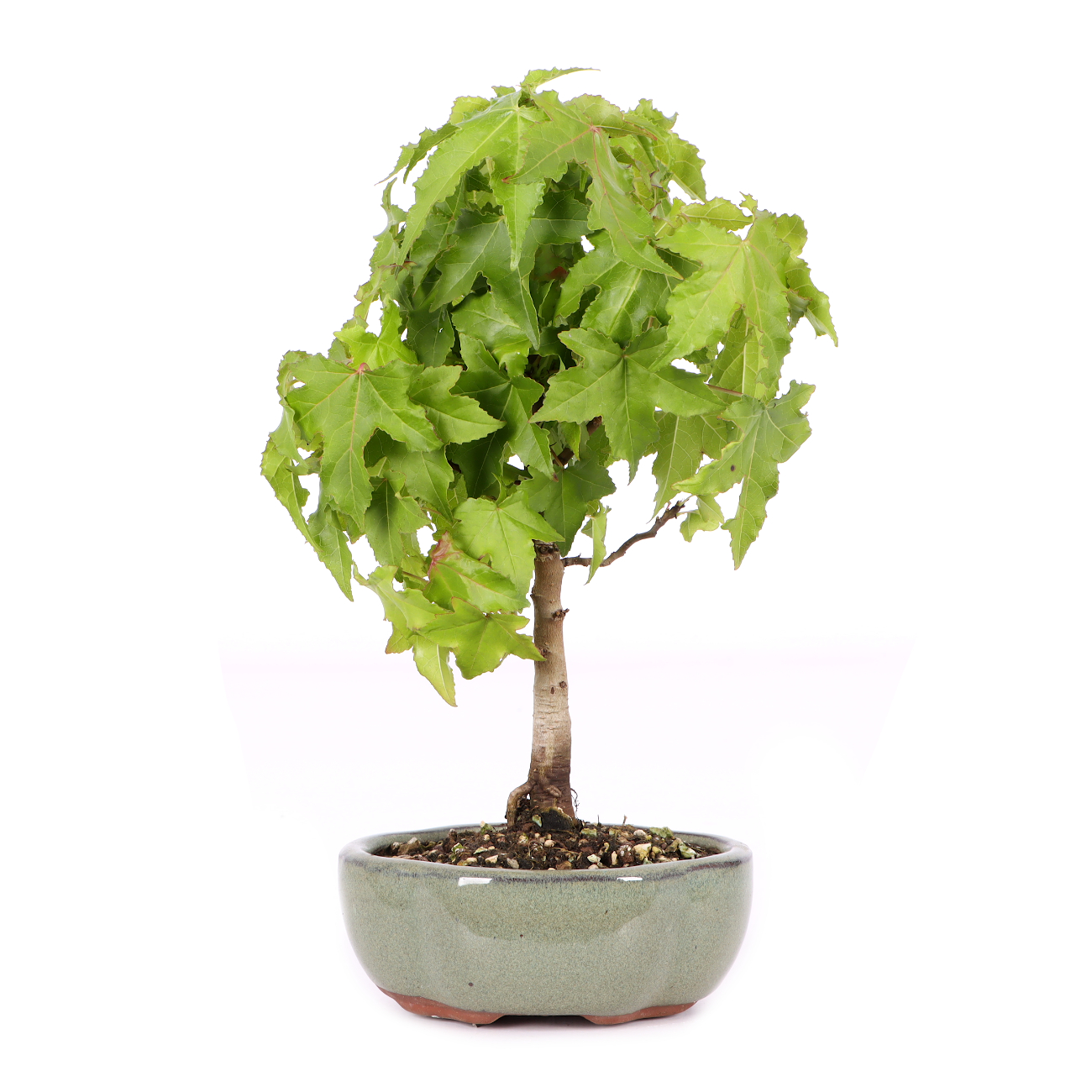 Liquidambar styraciflua 'Nana'