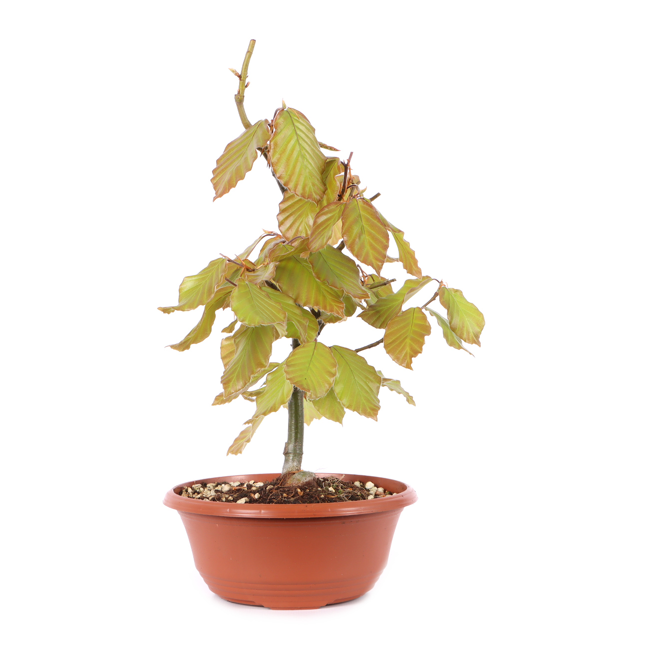 Fagus sylvatica