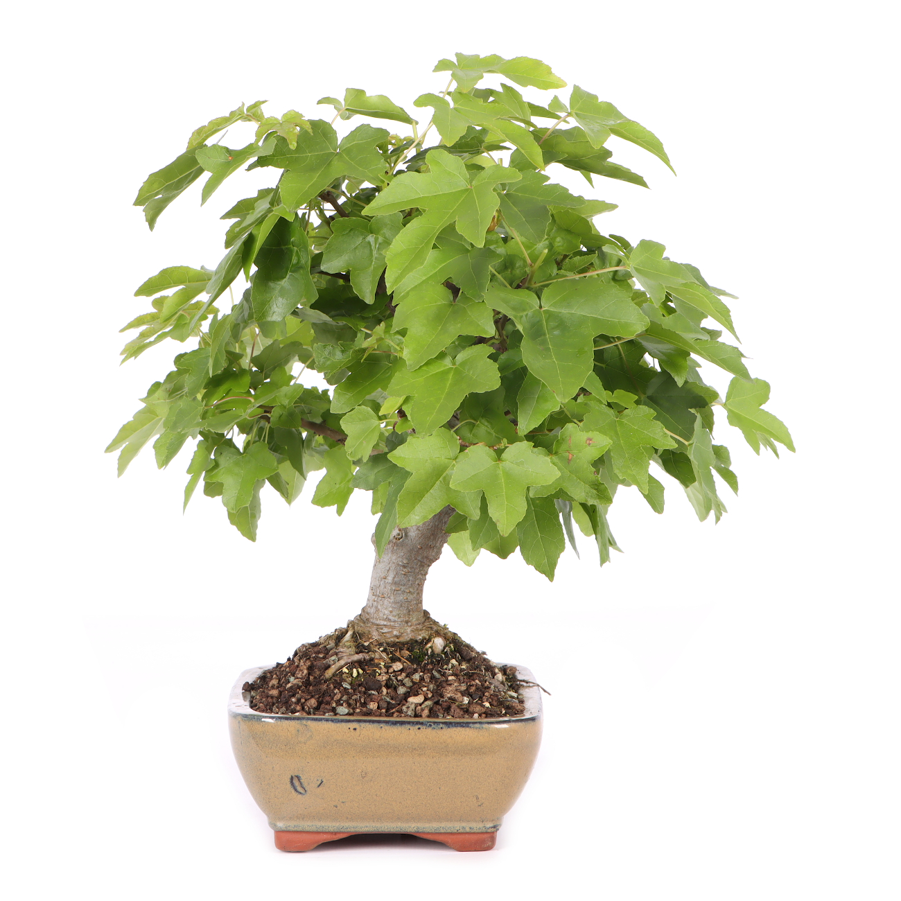 Liquidambar formosana