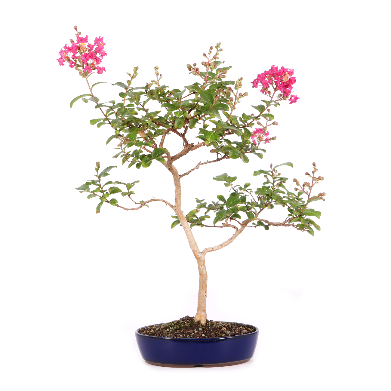 Lagerstroemia indica