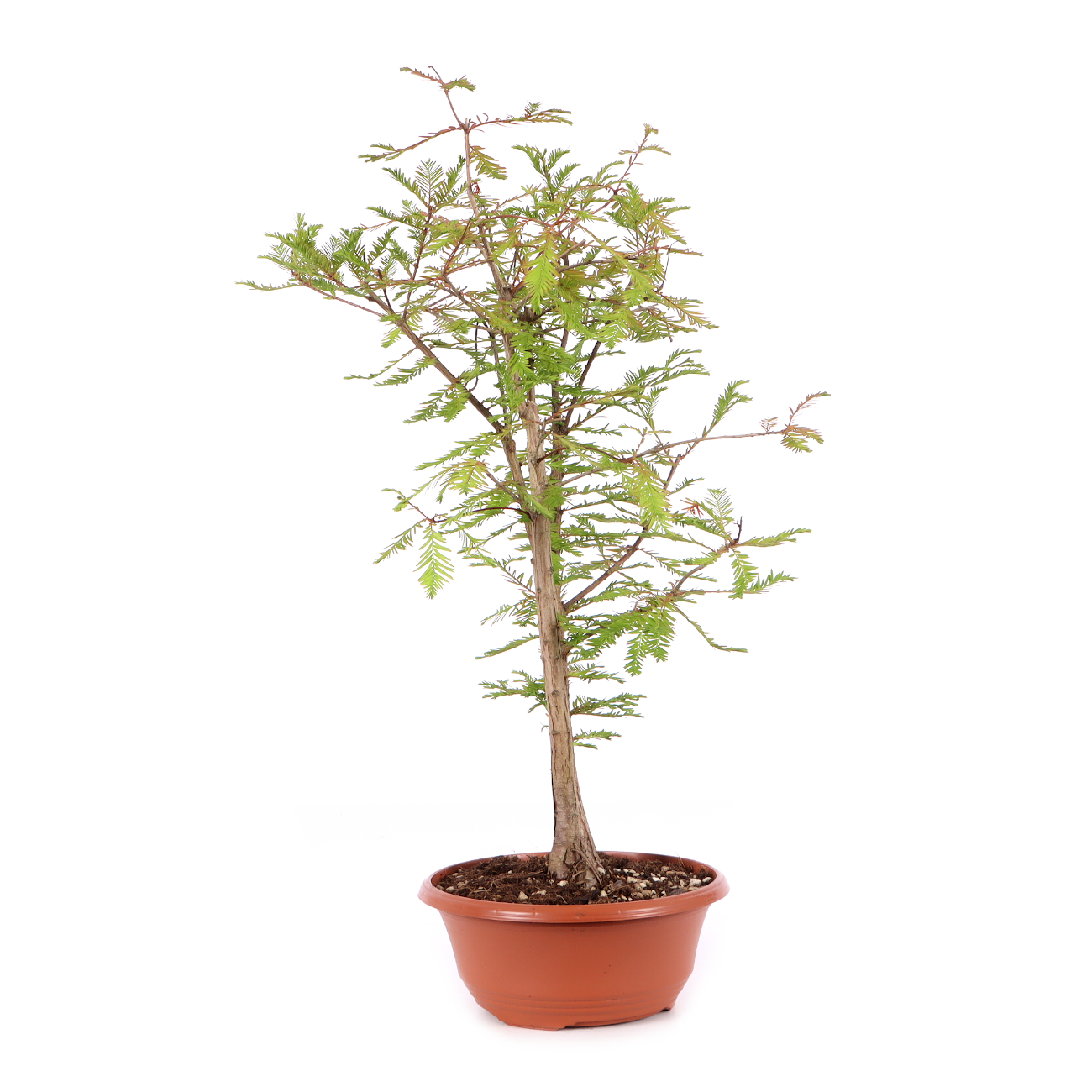Taxodium distichum