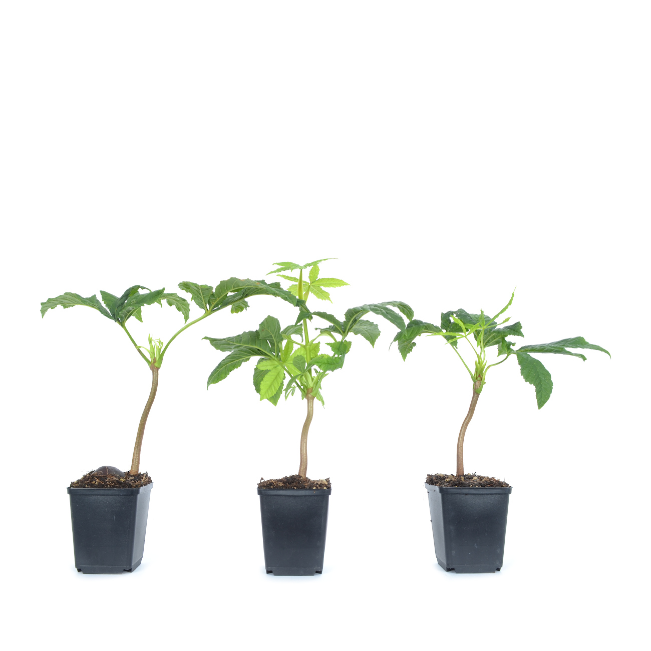 Aesculus hippocastanum